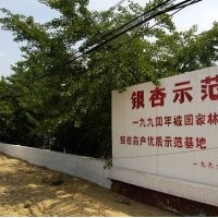 銀杏實(shí)生樹(shù) 嫁接樹(shù) 銀杏