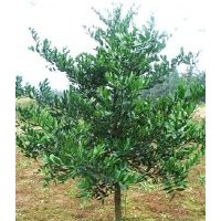 供應(yīng)竹柏苗 竹柏