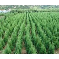 山西苗木側(cè)柏哪里有 側(cè)柏價(jià)格 側(cè)柏苗 塔柏價(jià)格 苗木種子價(jià)格