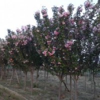 白蠟 紫薇 櫻花