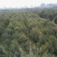 皂角白皮松國槐云杉