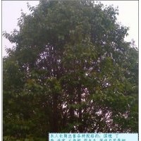 本人長期出售海棠 丁香 三角楓 藥木瓜等成品樹木