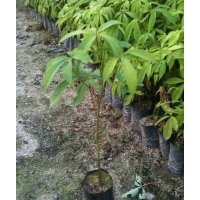 供應(yīng)大量美麗異木棉