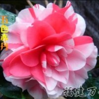 批發(fā)銷售-茶花精品-五色赤丹茶花-萬芳園藝