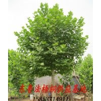 現(xiàn)貨低價供應 各規(guī)格 法桐 法梧桐