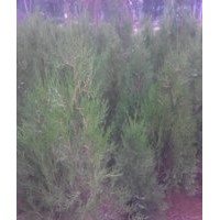 售1.8-2米側(cè)柏