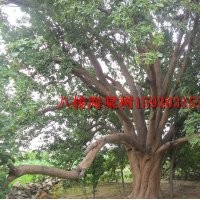 八棱海棠樹 河北八棱海棠樹 精品八棱海棠樹