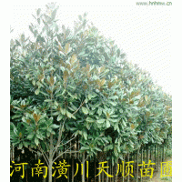 廣玉蘭，廣玉蘭基地