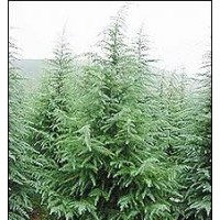 供應(yīng)雪松，北京檜，百日紅，黃楊球