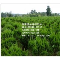 特價銷售P50-100的龍柏球??！