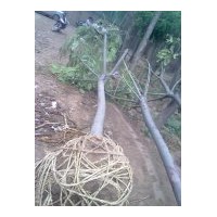 基地出售國槐和法桐