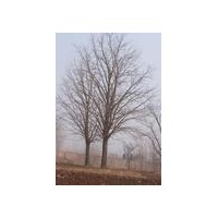 專業(yè)銀杏供應(yīng)商