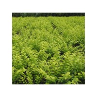 河北金葉女貞批發(fā) 垂絲海棠、紫荊、黃櫨、棣棠、太平花、日本櫻