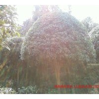 大型精品丹桂 四季桂 金桂