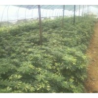 大量供應(yīng)鴨腳木帶苗 八角金盆30-60高度帶苗