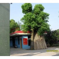 出售杜英、玉蘭、桂花、香樟、羅漢松、樂昌含笑、紅花桎木、杜