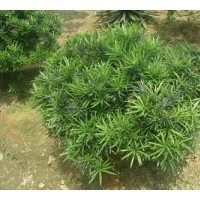 供應(yīng)香樟、桂花、紫薇、楊梅、杜鵑、欒樹、紅繼木、深山含笑