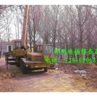 供應40-50公分銀杏樹