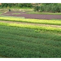 供應(yīng)金葉女貞，龜甲冬青，紅花繼木。