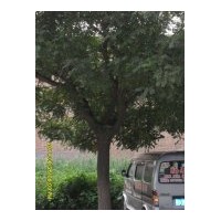 出售國槐 因修路急售