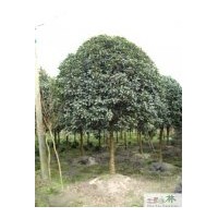 成都桂花10公分 八月桂