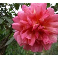 供應(yīng)大花月季