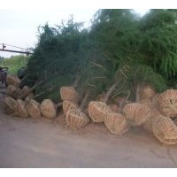 南京雪松苗木基地提供雪松價格行情信息