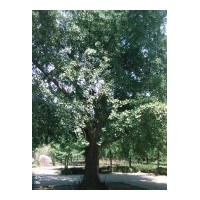 供應(yīng)50公分銀杏樹價(jià)