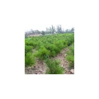 供應(yīng)白皮松苗 15-20公分白皮松苗