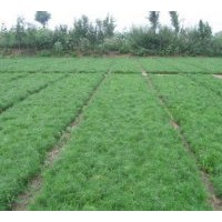 供應(yīng)一年油松小苗，2年油松小苗
