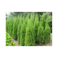 大量供應(yīng)蜀檜2-3米