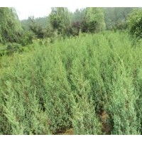 秋季市場(chǎng)刺柏供應(yīng)