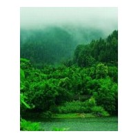 供應(yīng)紅楓 紫薇 紅葉李 紅葉石楠杯苗 紅繼木杯苗