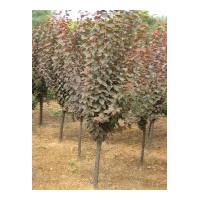 出售紫葉李250棵，木槿高度2米2000棵