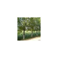 供1-20千頭椿,臭椿,毛白楊.法桐