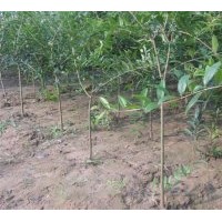 供應1---4公分石榴樹
