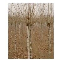 供應山東法桐樹苗,1-10公分法國梧桐