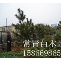 長期供應(yīng)黑松樹苗，黑松苗