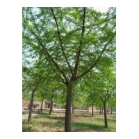 供應(yīng)銀杏樹實(shí)生苗，嫁接苗