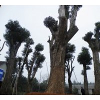 全冠香樟 移栽香樟出售