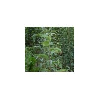 供應山西核桃苗 蘋果苗 棗樹苗 柿子苗 山楂苗 海棠苗