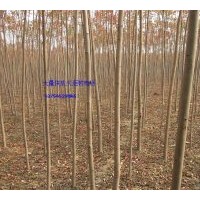 供應(yīng)火炬樹、河北火炬樹