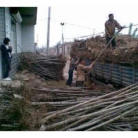 出售：2-15cm榆樹