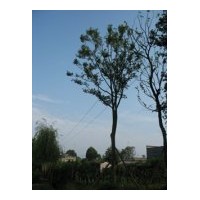 供應(yīng)各種規(guī)格皂莢樹 樸樹 藍(lán)花楹