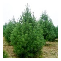 供應(yīng)白皮松