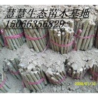 低價(jià)供應(yīng)毛白楊炮捻、一條鞭