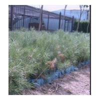 出售大量各種樹苗，質(zhì)量好，價格低。