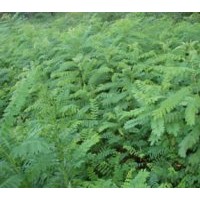 供應(yīng) 紫穗槐