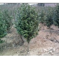 供應(yīng)各類規(guī)格茶花，茶梅