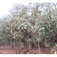 大量供應(yīng)廣玉蘭